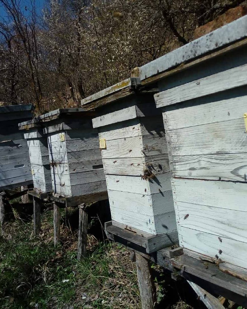 Košnice na pčelinjaku Joković