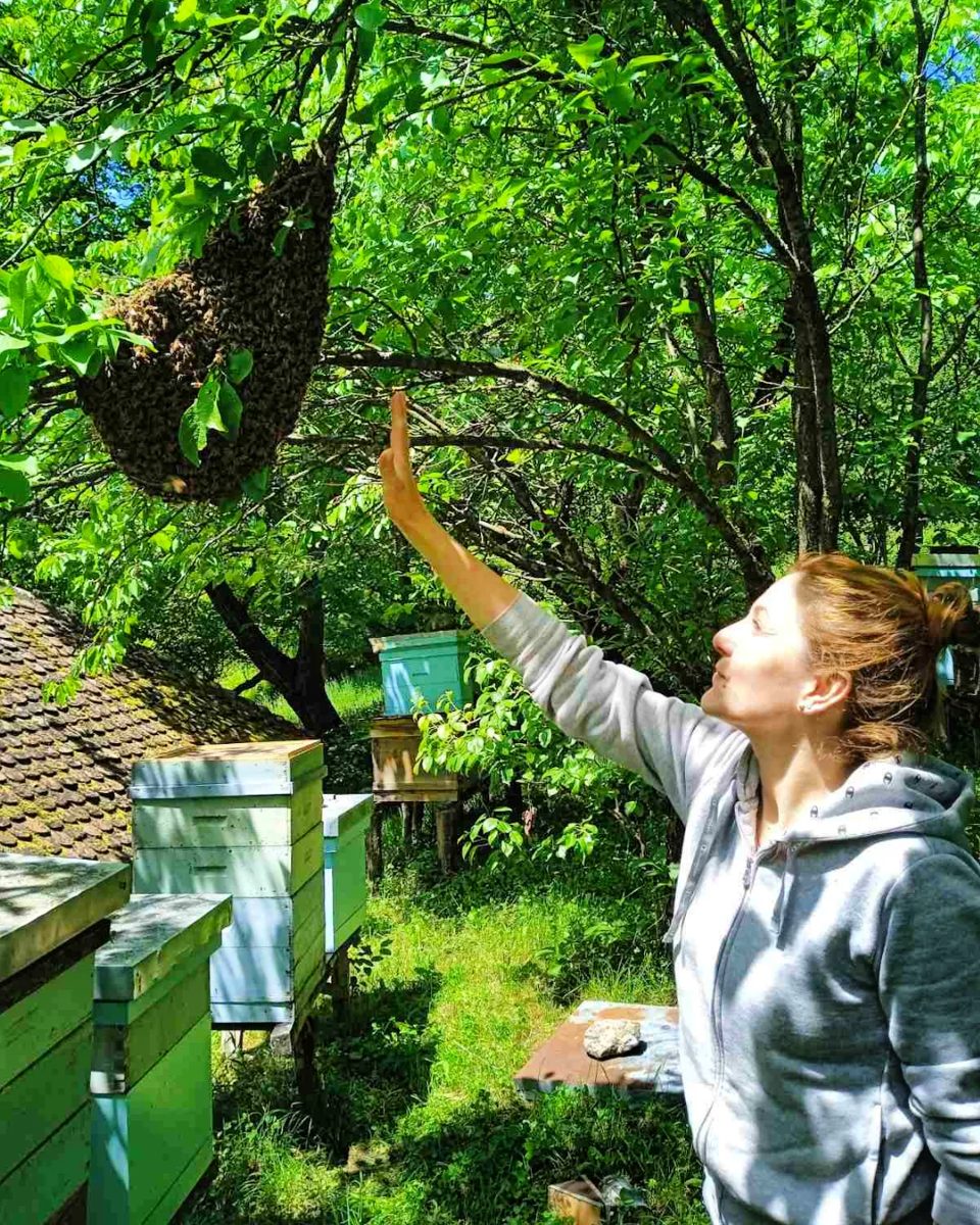 Tatjana hvata roj pčela na drvetu